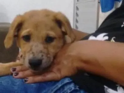 Cachorro ra a Srd idade 2 a 6 meses nome Filhotes