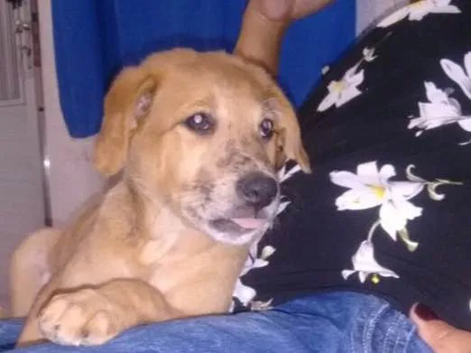 Cachorro ra a Srd idade 2 a 6 meses nome Filhotes