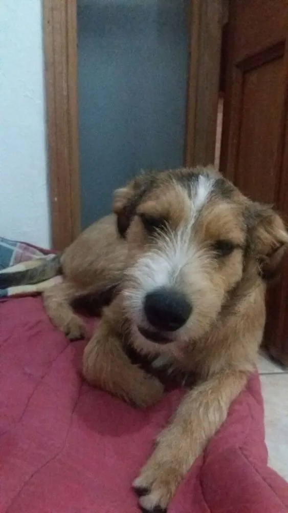 Cachorro ra a SRD  idade 7 a 11 meses nome Kaique 