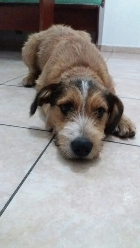 Cachorro ra a SRD  idade 7 a 11 meses nome Kaique 