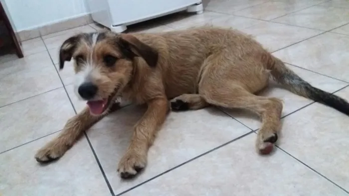Cachorro ra a SRD  idade 7 a 11 meses nome Kaique 