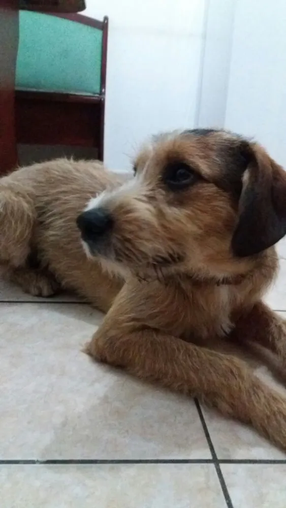 Cachorro ra a SRD  idade 7 a 11 meses nome Kaique 