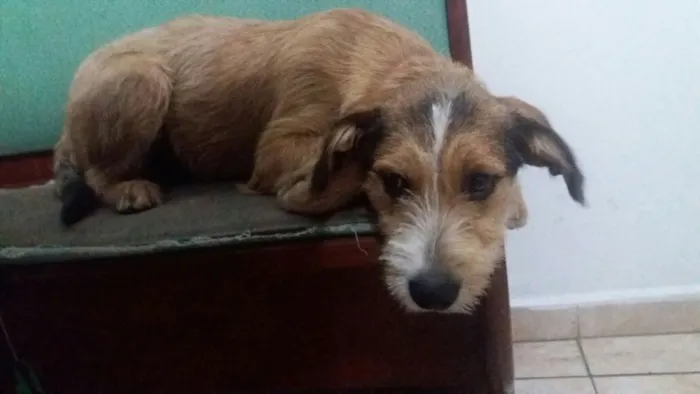 Cachorro ra a SRD  idade 7 a 11 meses nome Kaique 