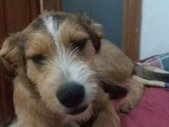 Cachorro ra a SRD  idade 7 a 11 meses nome Kaique 
