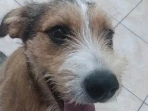 Cachorro ra a SRD  idade 7 a 11 meses nome Kaique 