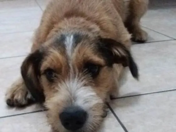Cachorro ra a SRD  idade 7 a 11 meses nome Kaique 