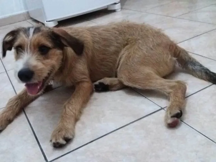 Cachorro ra a SRD  idade 7 a 11 meses nome Kaique 