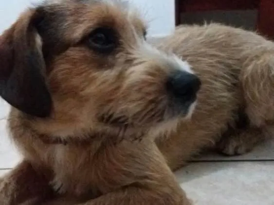 Cachorro ra a SRD  idade 7 a 11 meses nome Kaique 