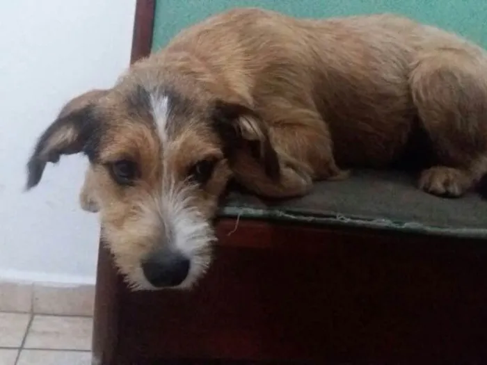 Cachorro ra a SRD  idade 7 a 11 meses nome Kaique 
