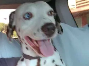 Cachorro raça Dálmata idade 6 ou mais anos nome Karty
