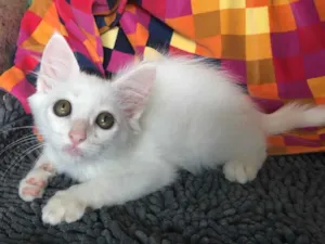 Gato raça SRD idade Abaixo de 2 meses nome LUCCA