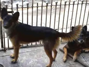 Cachorro raça SRD idade 2 anos nome Kika e Xuxa