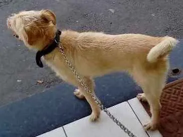 Cachorro ra a SEM RACA idade 4 anos nome MEG