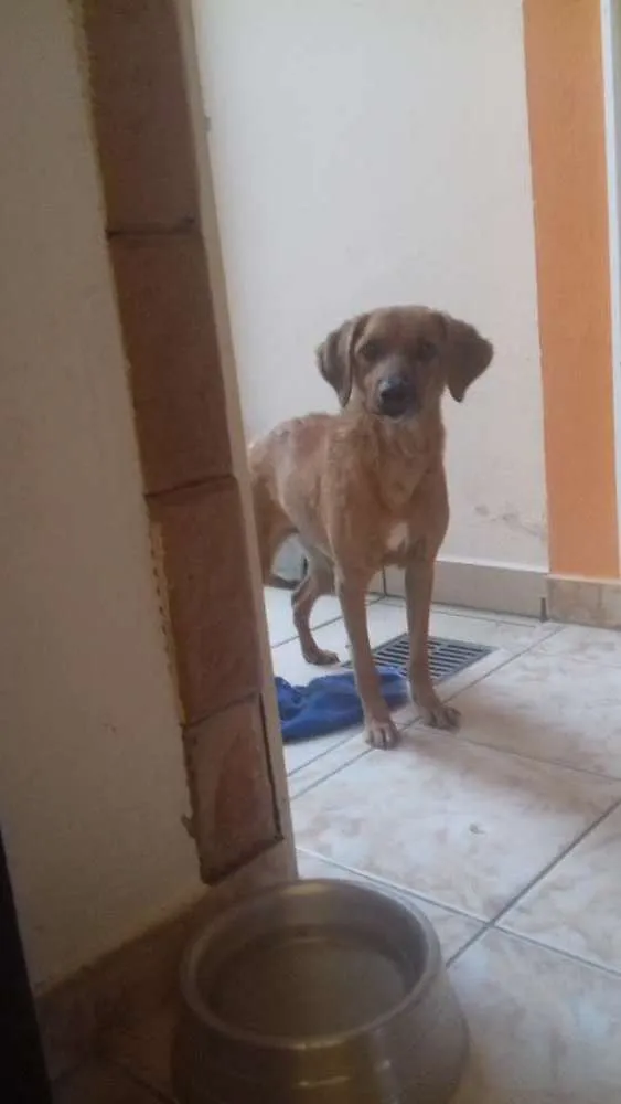 Cachorro ra a Sem raça definida idade 6 ou mais anos nome Darah