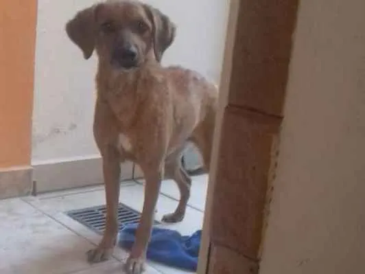 Cachorro ra a Sem raça definida idade 6 ou mais anos nome Darah