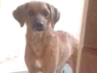 Cachorro ra a Sem raça definida idade 6 ou mais anos nome Darah