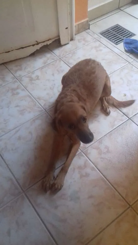 Cachorro ra a Sem raça definida idade 6 ou mais anos nome Darah