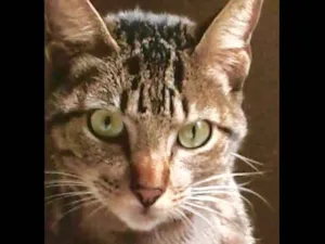 Gato raça Vira lata idade 4 anos nome Biso