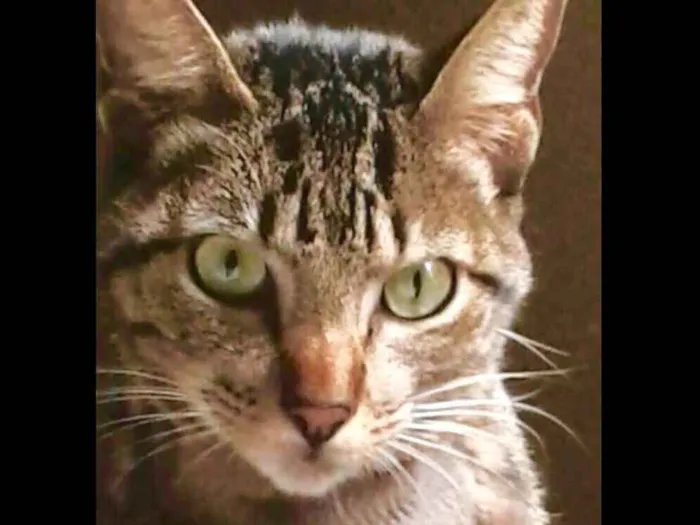 Gato ra a Vira lata idade 4 anos nome Biso