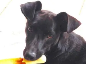 Cachorro raça SRD idade 1 ano nome Pelé