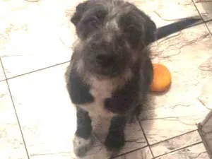 Cachorro raça Sem raça idade 2 a 6 meses nome Valesca