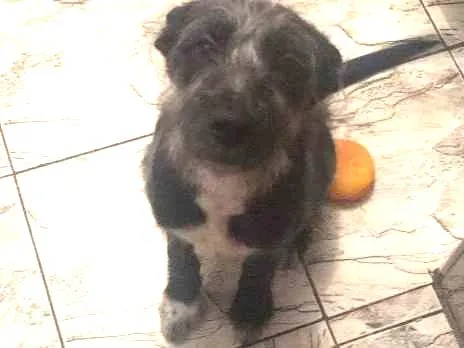 Cachorro ra a Sem raça idade 2 a 6 meses nome Valesca