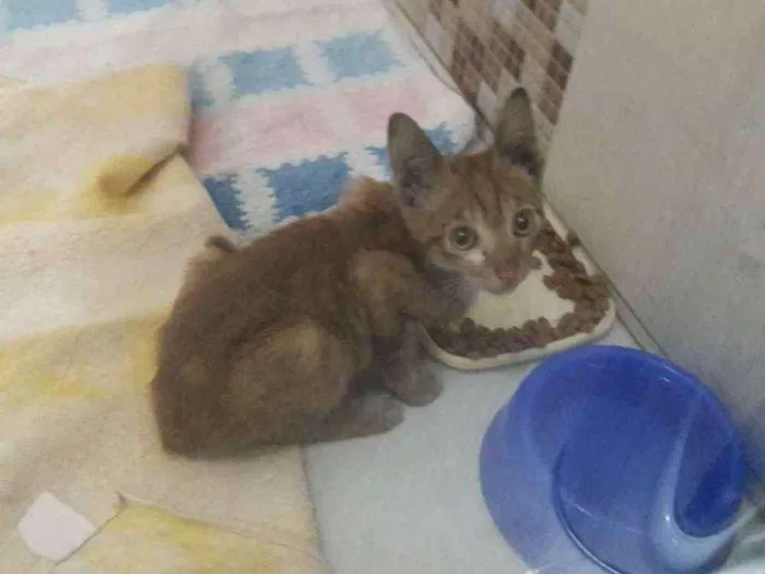 Gato raça SRD idade Abaixo de 2 meses nome Tiger