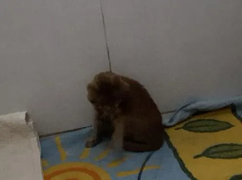 Gato raça SRD idade Abaixo de 2 meses nome Tiger