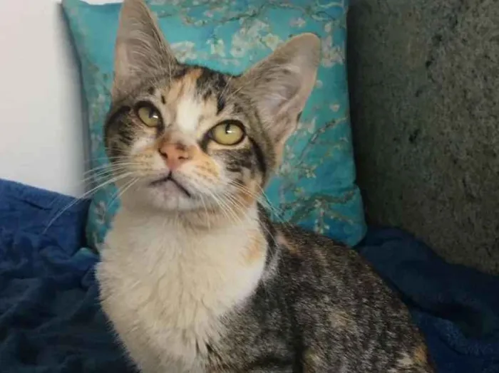 Gato ra a SRD idade 2 a 6 meses nome AMARYLLIS