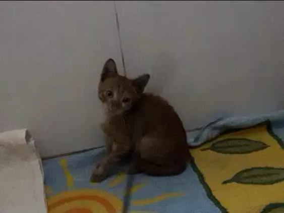 Gato raça SRD idade Abaixo de 2 meses nome Tiger