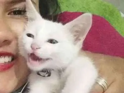 Gato ra a vira lata idade 2 a 6 meses nome James