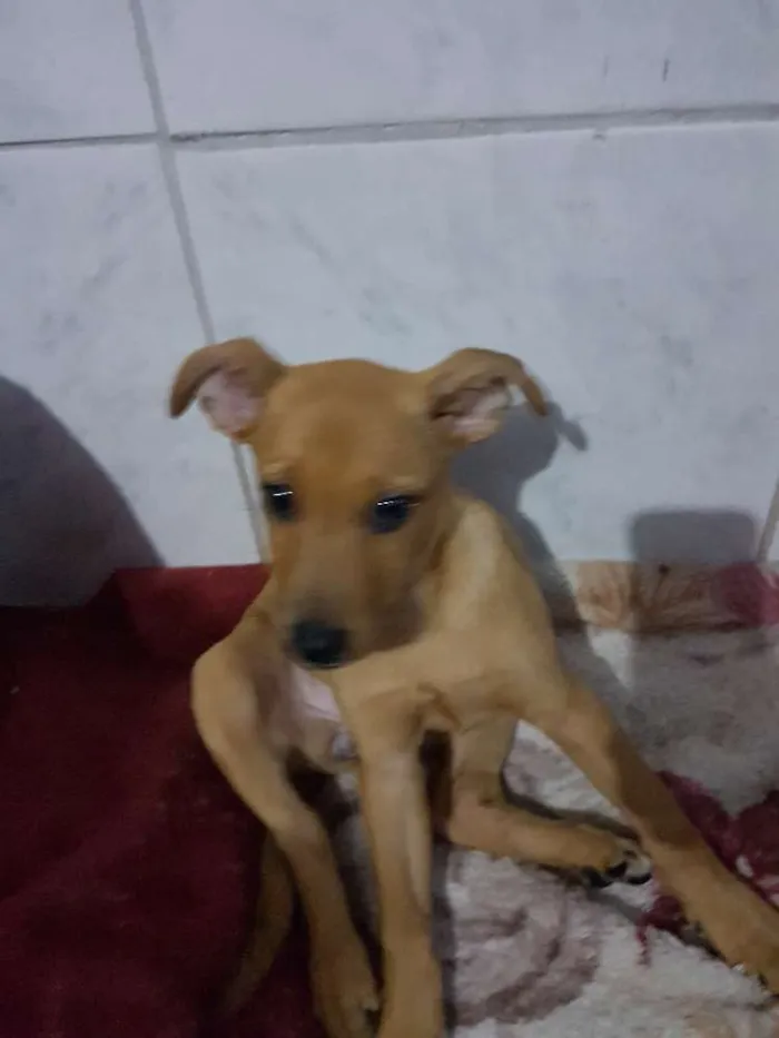 Cachorro ra a Sem reça definida idade 2 a 6 meses nome Não tem