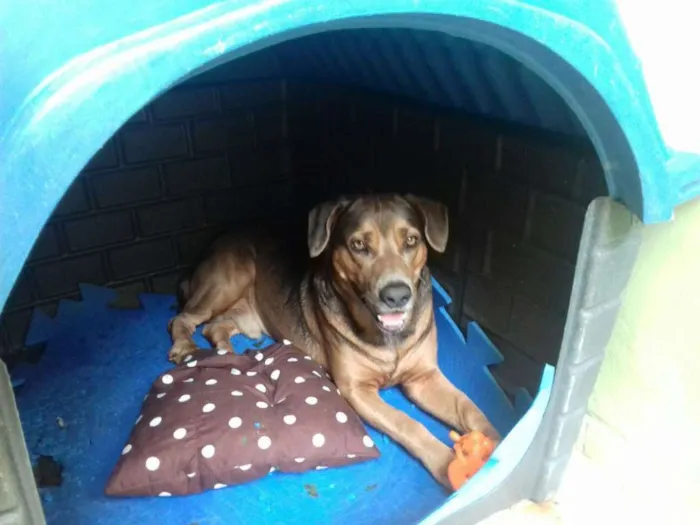 Cachorro raça Labrador/Pitibul idade 3 anos nome SONECA