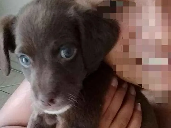 Cachorro ra a Viralata idade 2 a 6 meses nome Bob