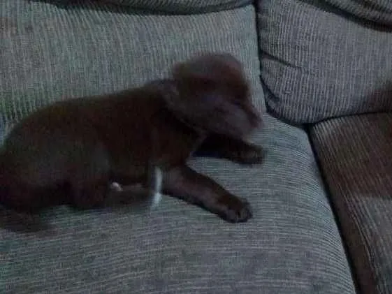 Cachorro ra a Viralata idade 2 a 6 meses nome Bob