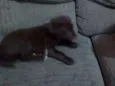 Bob