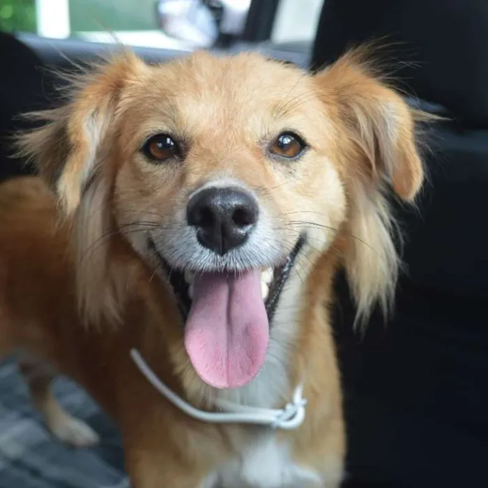 Cachorro ra a SRD idade 2 anos nome Minerva