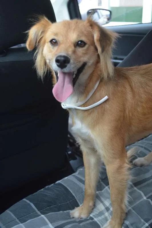 Cachorro ra a SRD idade 2 anos nome Minerva