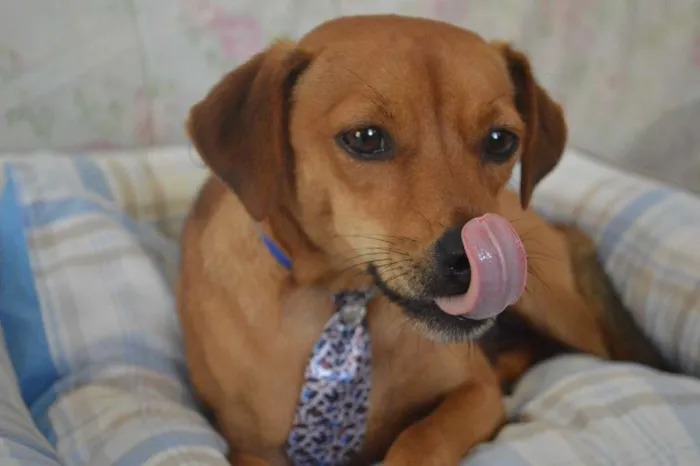 Cachorro ra a SRD idade 2 anos nome Bebê