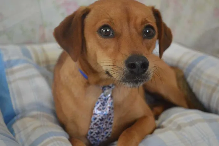 Cachorro ra a SRD idade 2 anos nome Bebê