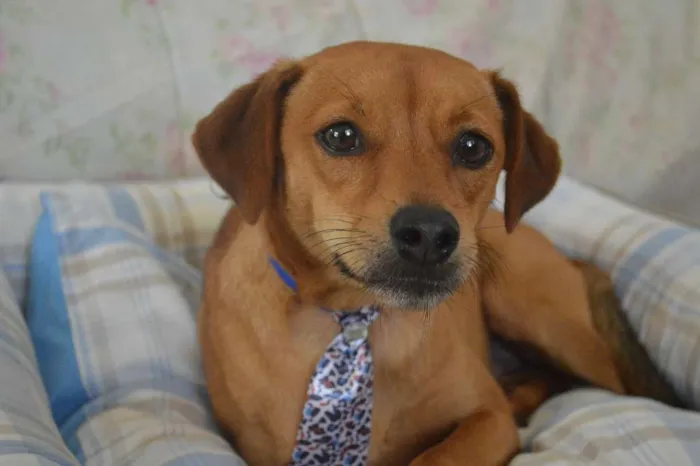 Cachorro ra a SRD idade 2 anos nome Bebê