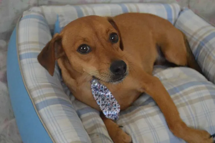 Cachorro ra a SRD idade 2 anos nome Bebê