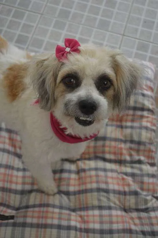 Cachorro ra a SRD idade 2 anos nome Lorin