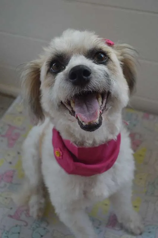 Cachorro ra a SRD idade 2 anos nome Lorin