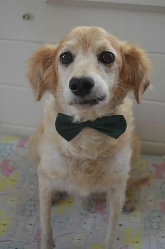 Cachorro ra a SRD idade 6 ou mais anos nome Zé Vitor