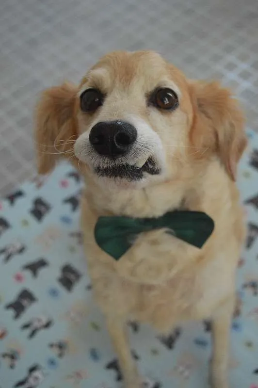 Cachorro ra a SRD idade 6 ou mais anos nome Zé Vitor