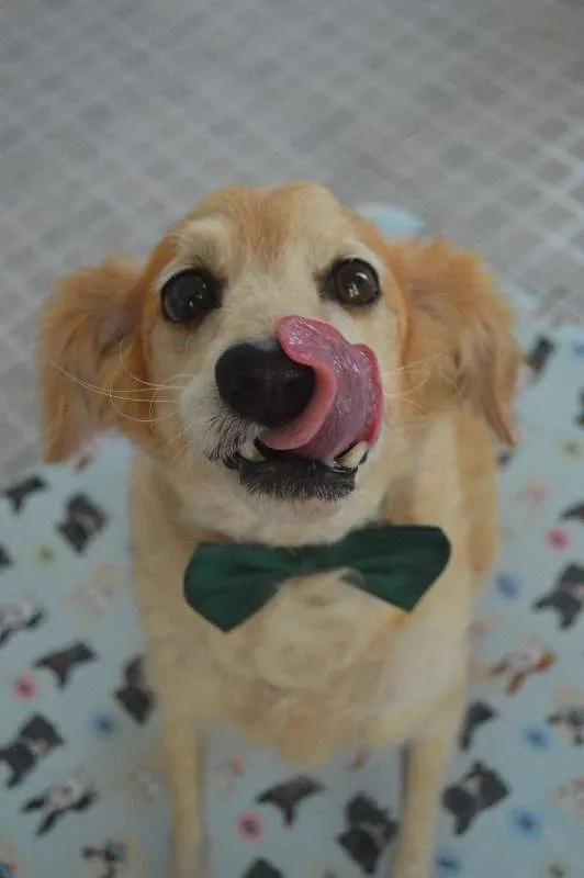 Cachorro ra a SRD idade 6 ou mais anos nome Zé Vitor