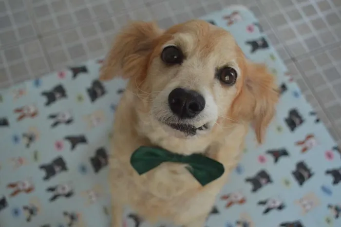 Cachorro ra a SRD idade 6 ou mais anos nome Zé Vitor