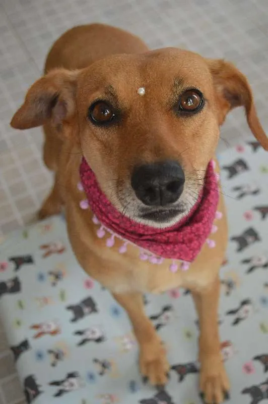 Cachorro ra a SRD idade 3 anos nome Vicky