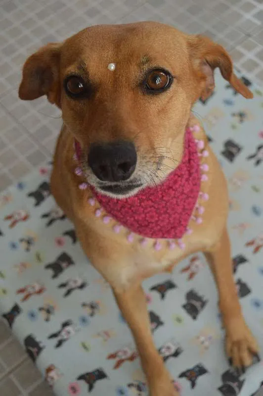 Cachorro ra a SRD idade 3 anos nome Vicky